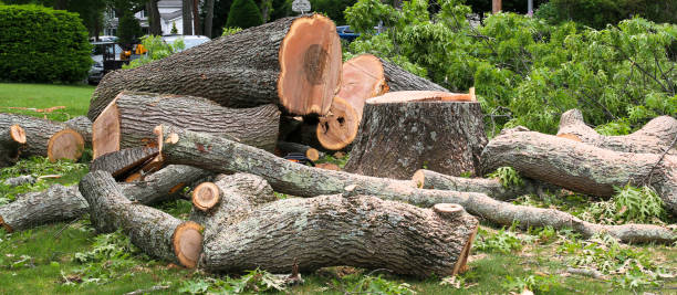 Best Tree Preservation Services  in Mcguire Af, NJ